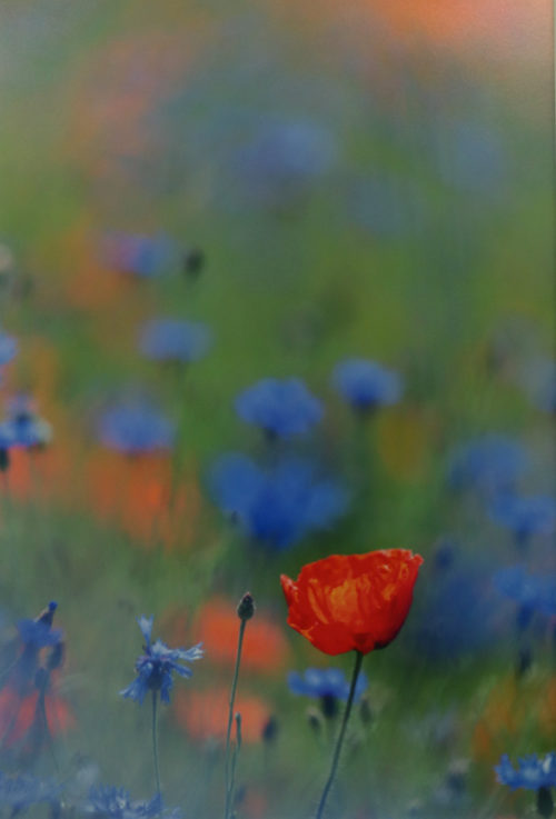 Prix du Public Mr Girard Bruno " Coquelicots "