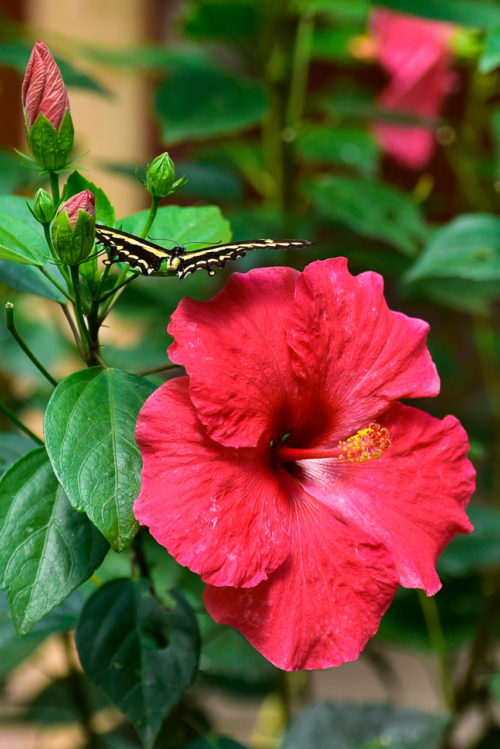 Isabelle Thibault "Le papillon et l'hibiscus"