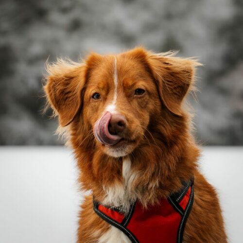 BardinaMatteo.FroidPolaire (8)_v1