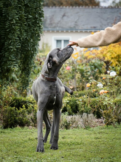 BardinaMatteo.OnzainLesDouves (7)_v1