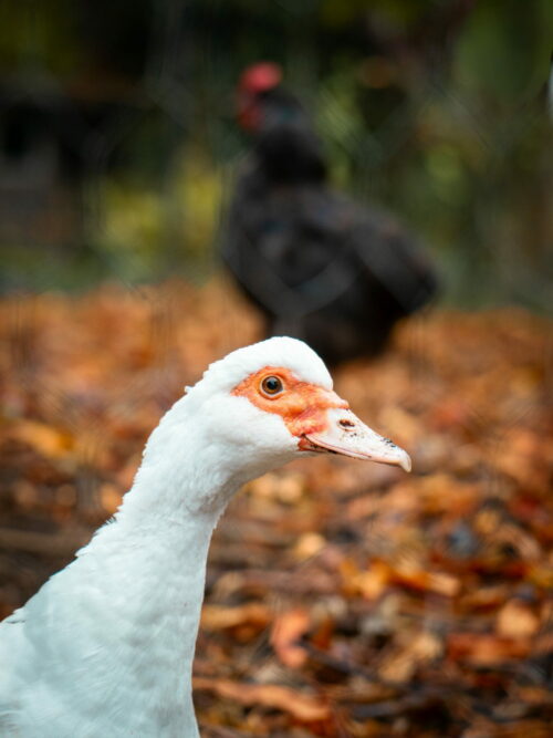 BardinaMatteo.OnzainLesDouves (8)_v1