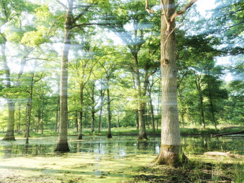Foret floutée 3