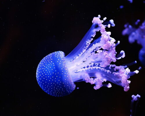 Screenshot_20260201_204141_Gallery