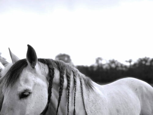 cheval noir et blanc
